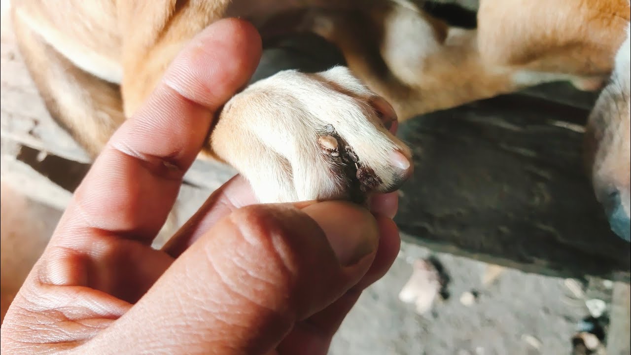 “Safe & Gentle Dog Care Routine for a Clean and Happy Pup 🐶✨”