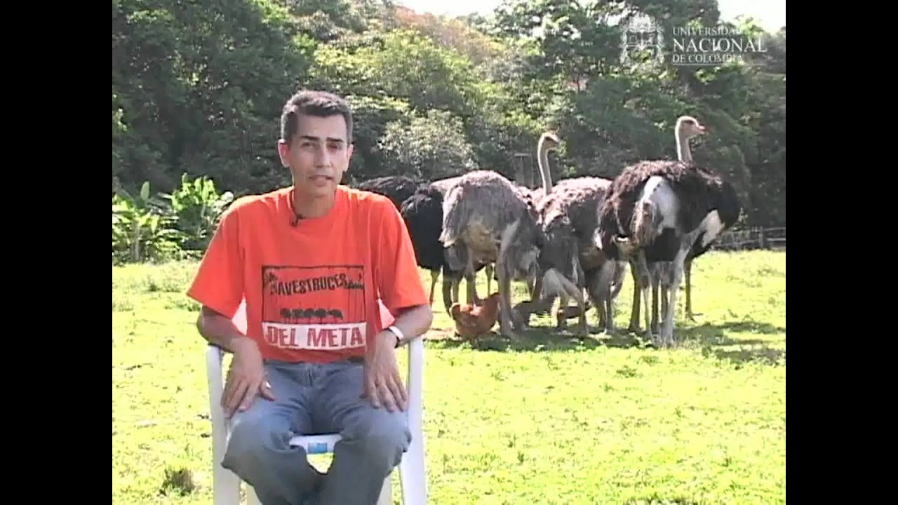 Trazabilidad en Avestruces