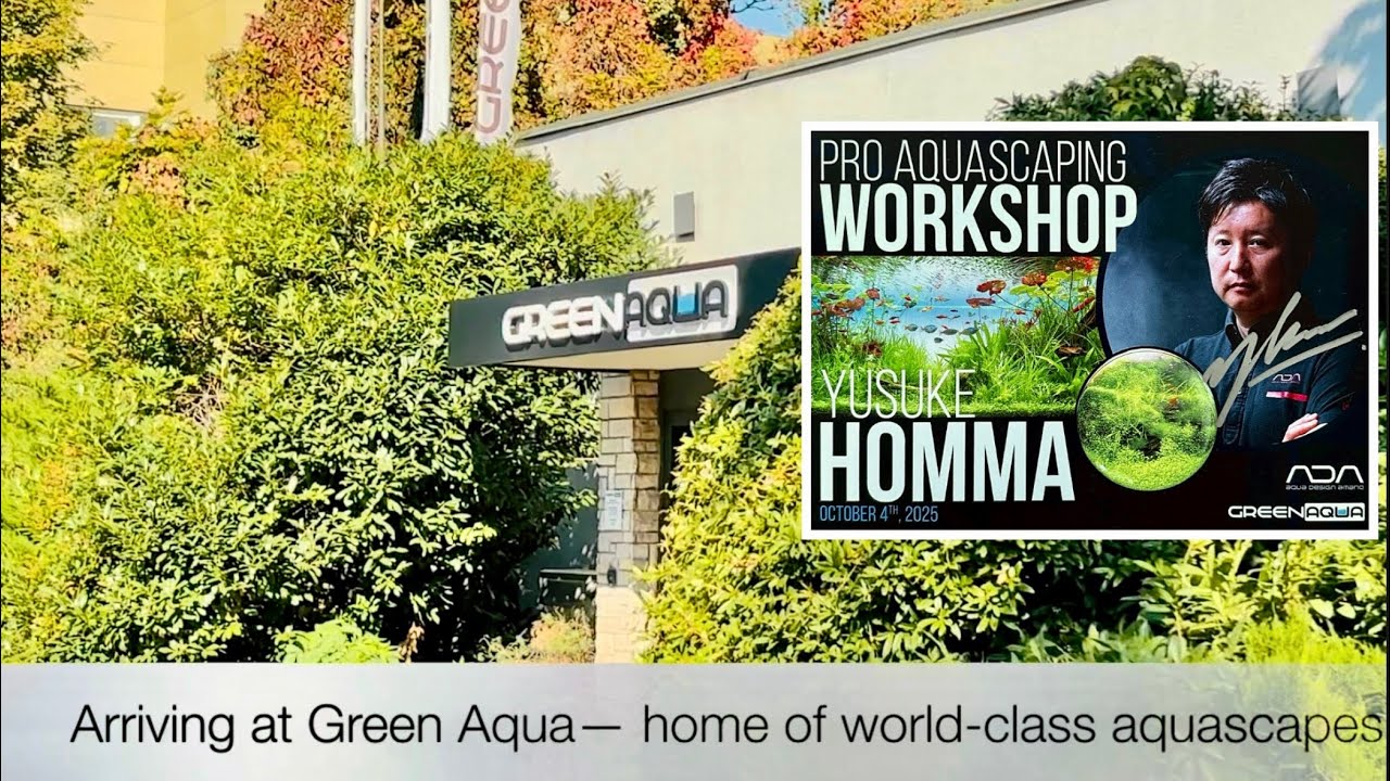 Visiting Green Aqua & Yusuke Homma Workshop | Showroom Tour + Homma Creation Sneak Peak