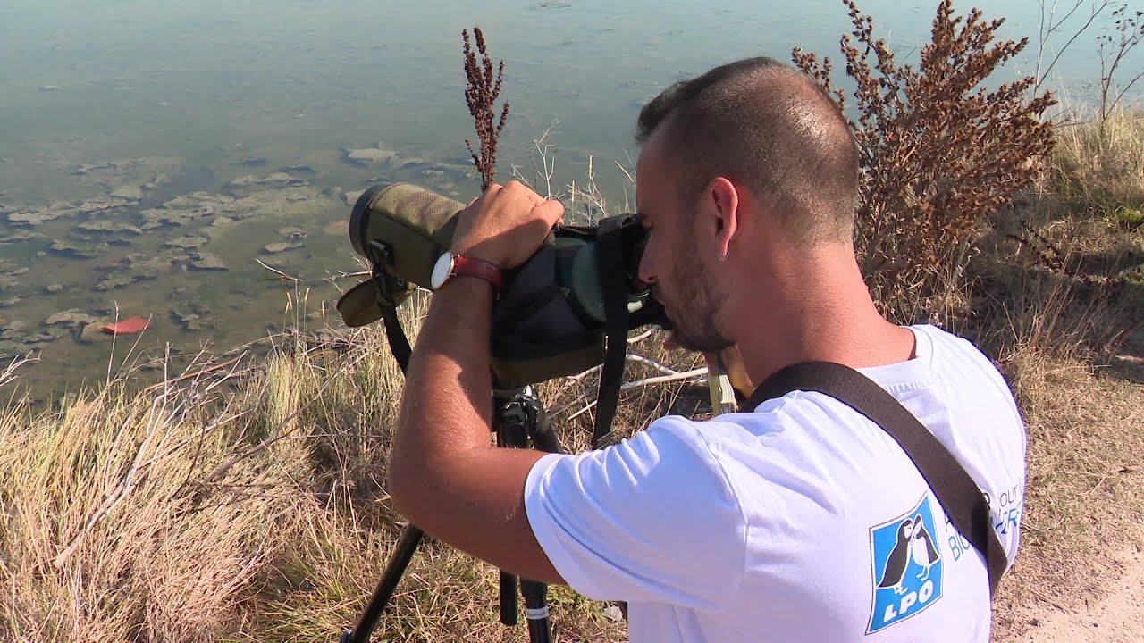 Les oiseaux migrateurs font escale sur l'île de Ré