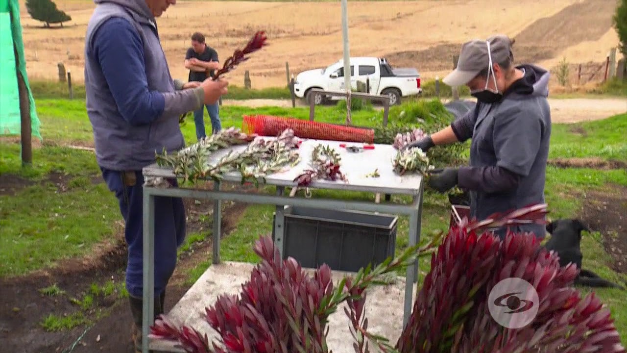 Las proteas son una alternativa en la floricultura | La Finca de Hoy