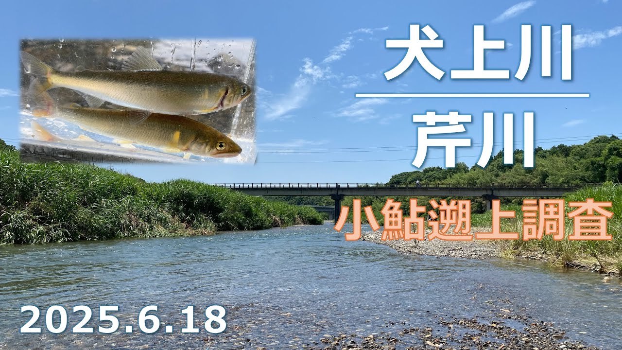 【2025年小鮎釣り】梅雨の増水で遡上は増えた？犬上川＆芹川で水中調査【琵琶湖・湖東】