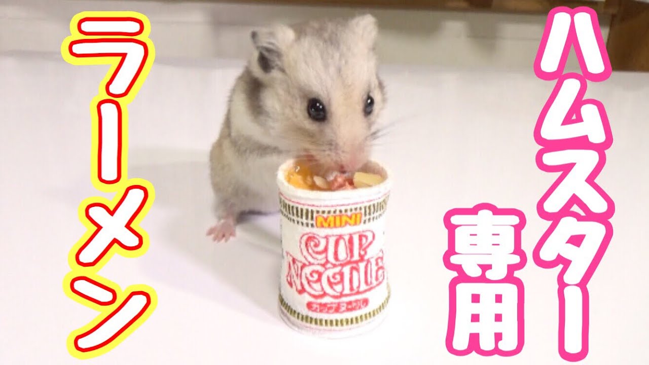 ハムスターにカップヌードル作ってあげたら超可愛い！！Making a tiny instant noodle for my hamster!