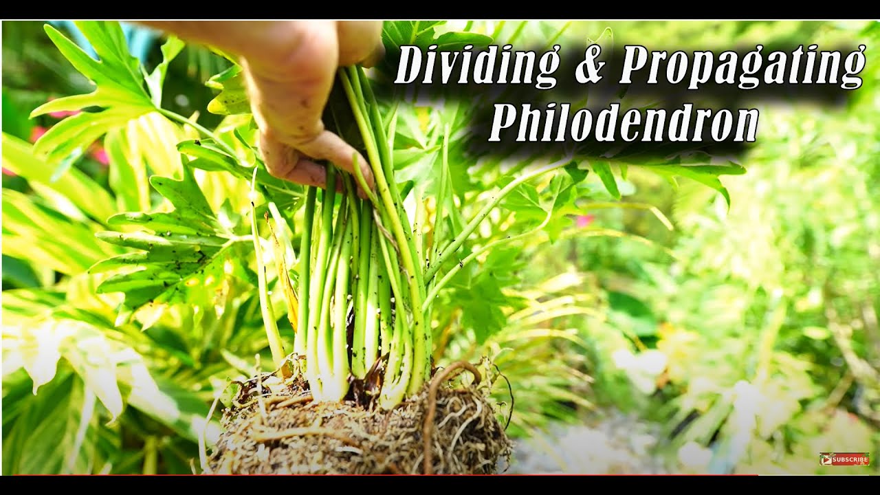 How to Divide Philodendron bipinnatifidum! Propagating/Dividing Philodendrons