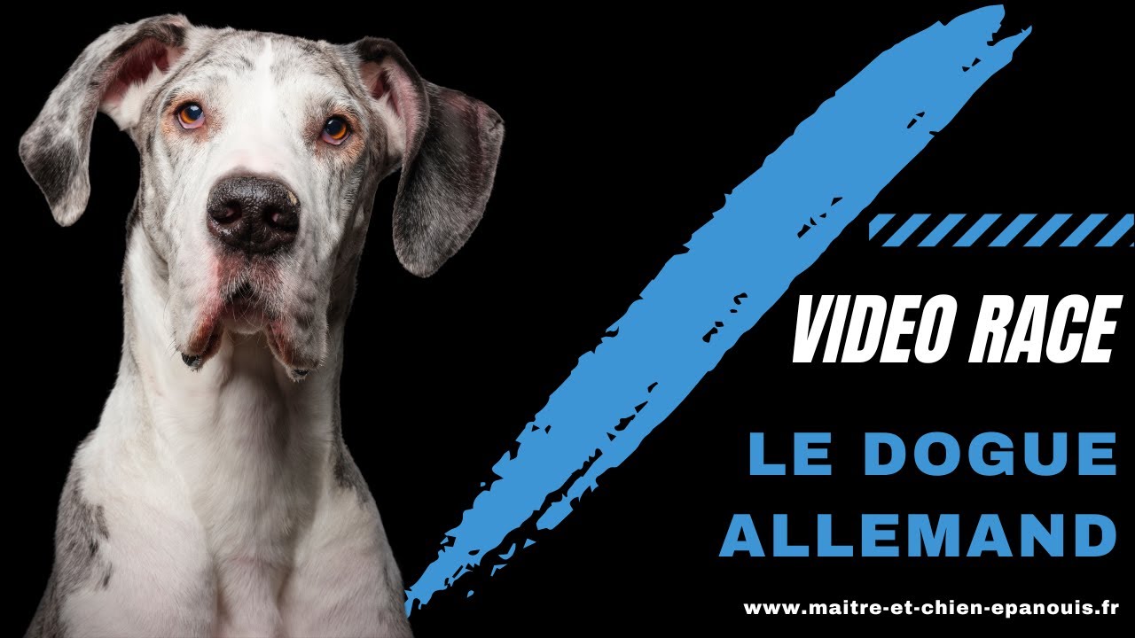 Tout Savoir Sur Une Race Géante : le Dogue Allemand !