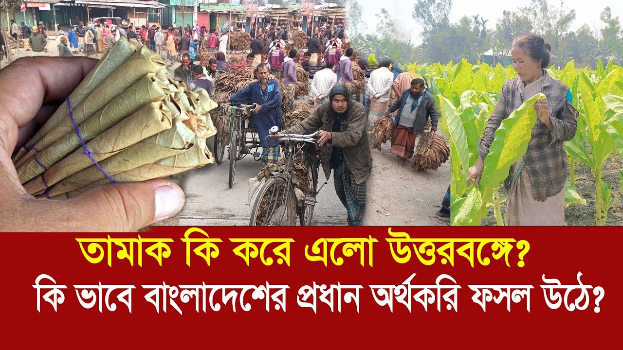 তামাক কি করে এলো বাংলাদেশে? কি ভাবেই বা উত্তরবঙ্গের প্রধান অর্থকরি ফসল উঠে? Tobacco Farming