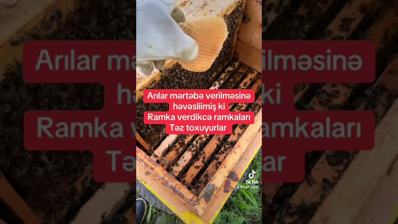 Arılara yazda necə baxaq ki 3 mərtəbə olsun