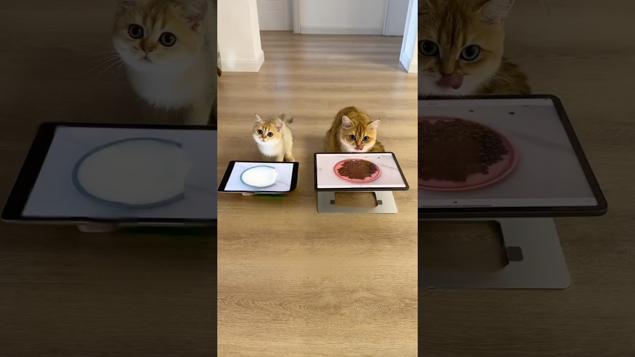 Real or fake cat food