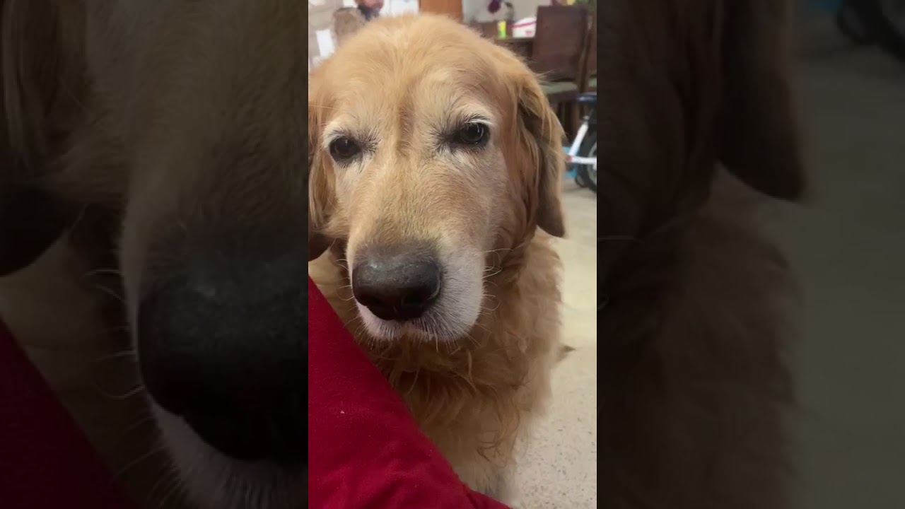 Cute Molu ( Golden Retriever) wants to go for a walk