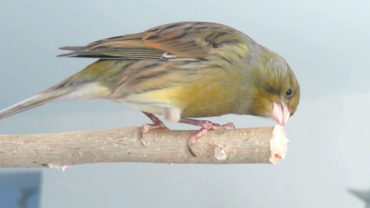 Titi le canari (oiseau en liberté) 🐥