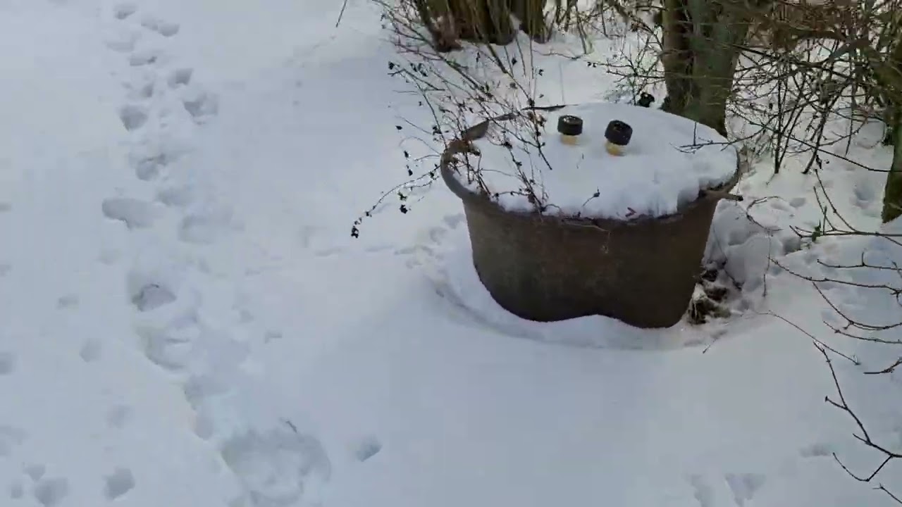 Gåtur i snehaven efter snestormen med Rådyr. Feb 2026. Bornholm DK Garden walk with deers in snow