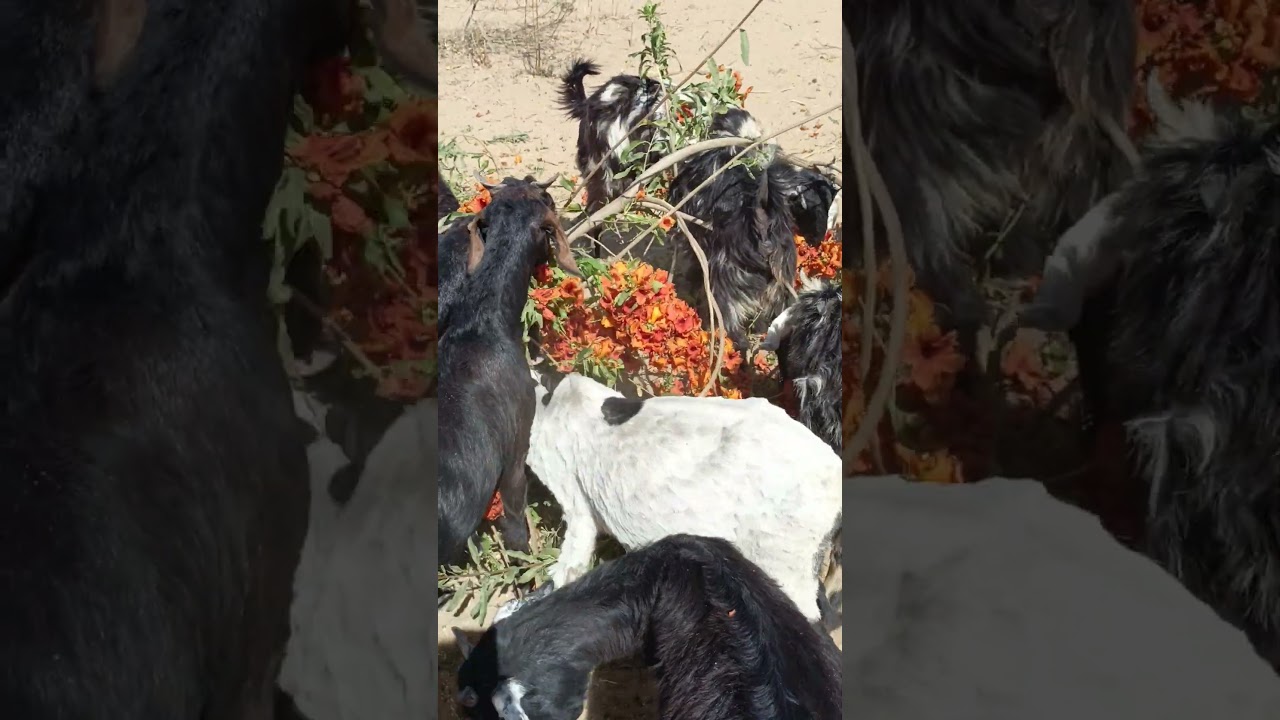 Big goat angry to eating|Black goat crowd eating fast|Goat eating fast in forest area