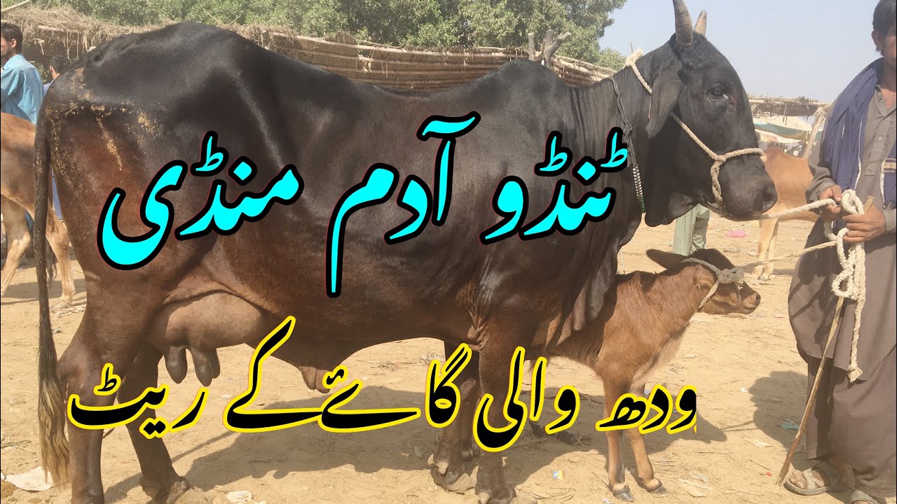Tando Adam Maweshi Mandi Cow Rate today update|| Sindhi Cow||Sahiwal Cow|| Milking Cow