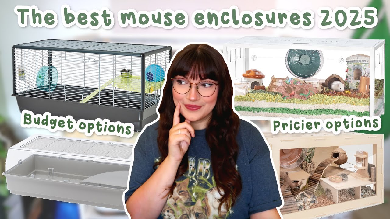 The BEST cages for pet mice 2025