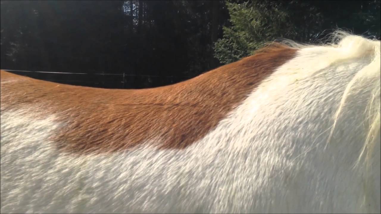 How to Measure Your Horse - Gullet