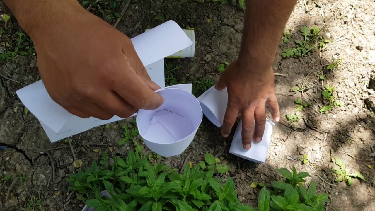 Toxum əkmək üçün ən gözəl üsul. / How to make paper cup for seed