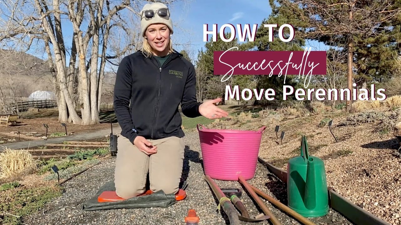 How to Move Perennials in Tough, Western Conditions
