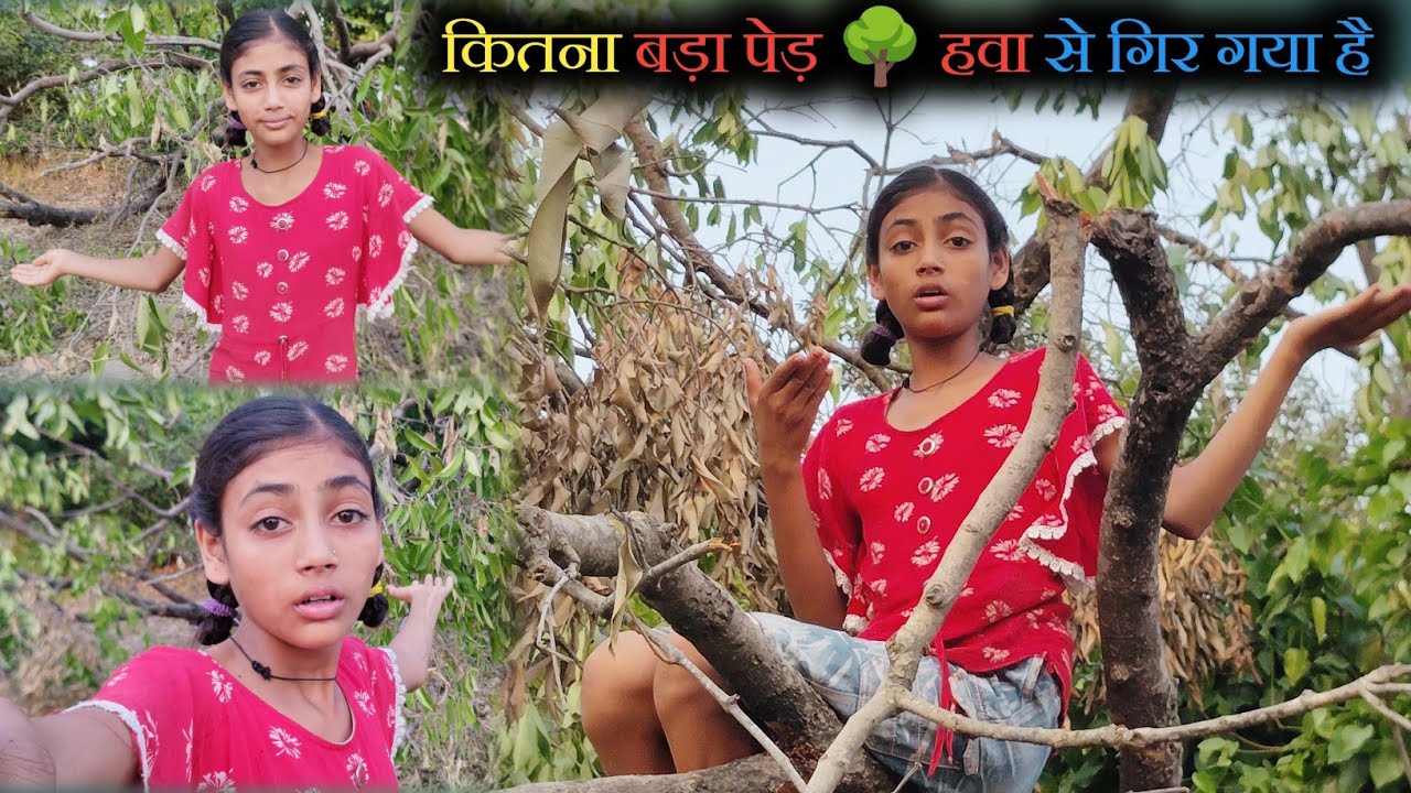 कितना बड़ा पेड़ 🌳 अपने आप ही गिर गया है