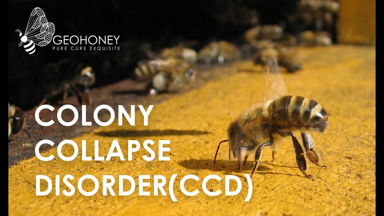 Colony Collapse Disorder by Geohoney