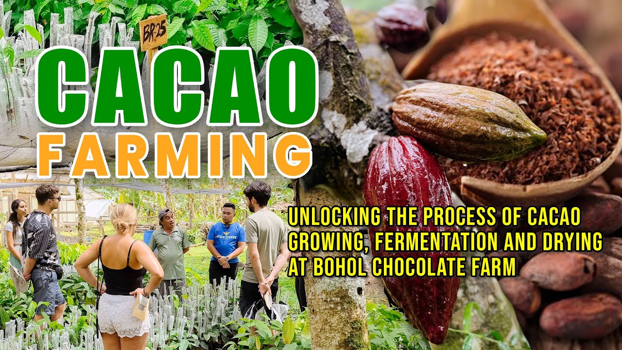 AMAZING CACAO FARMING: THE PROCESS OF CACAO GROWING, FERMENTATION AND DRYING AT BOHOL CHOCOLATE FARM