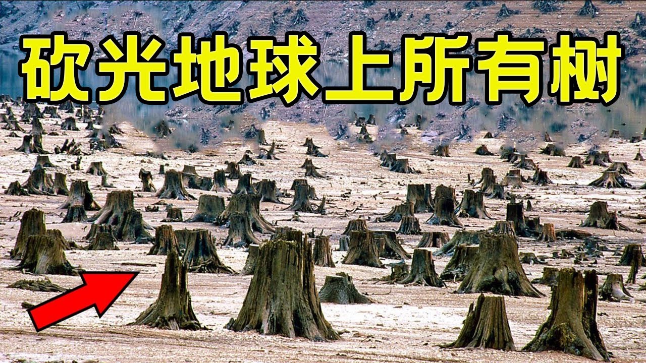 挑战不可能，假如世界上没有树，会怎么样？【Hi科普啦】