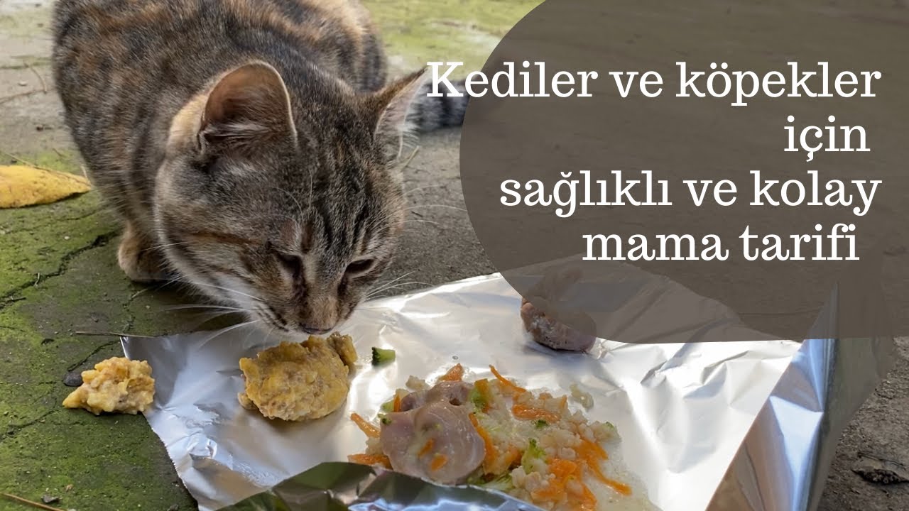 Kedi ve köpekler için yeni bir mama tarifi, hem besleyici, hem lezzetli, hem de çok pratik, DIY