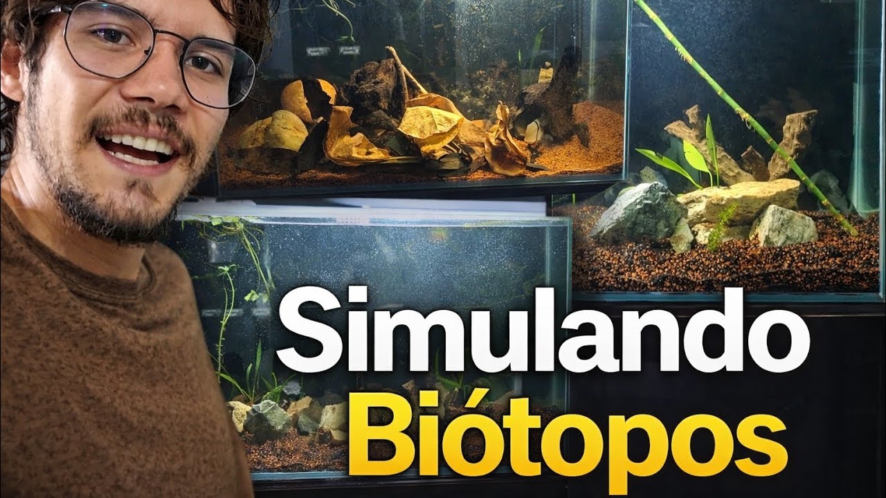 MONTEI O AQUÁRIO DE 200 LITROS E TRANSFORMEI TODOS NOS ESTILO BIÓTOPO!