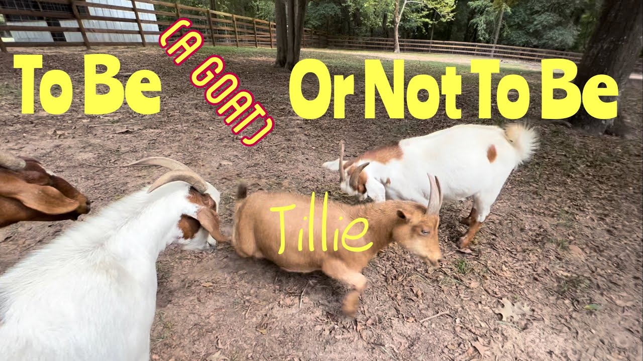 To Be (a goat) or Not To Be (a goat)