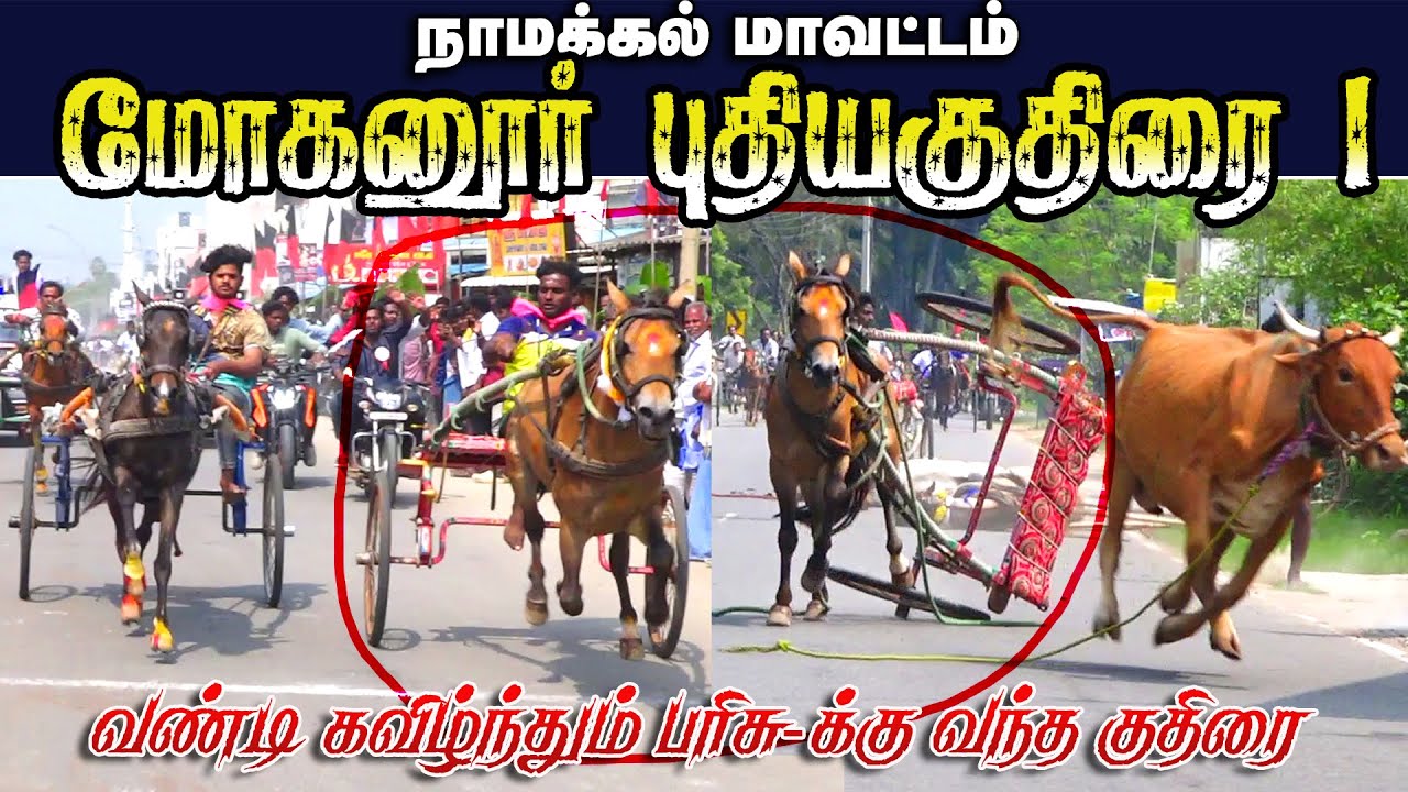 நாமக்கல் மாவட்டம் மோகனூர் புதிய குதிரை பிரிவு 1 17-01-2026    Namakkal horse race #ksk_rekla_race