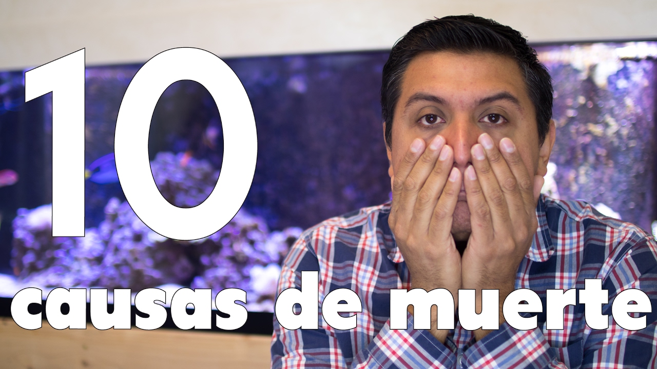 10 razones por las que mueren los peces marinos