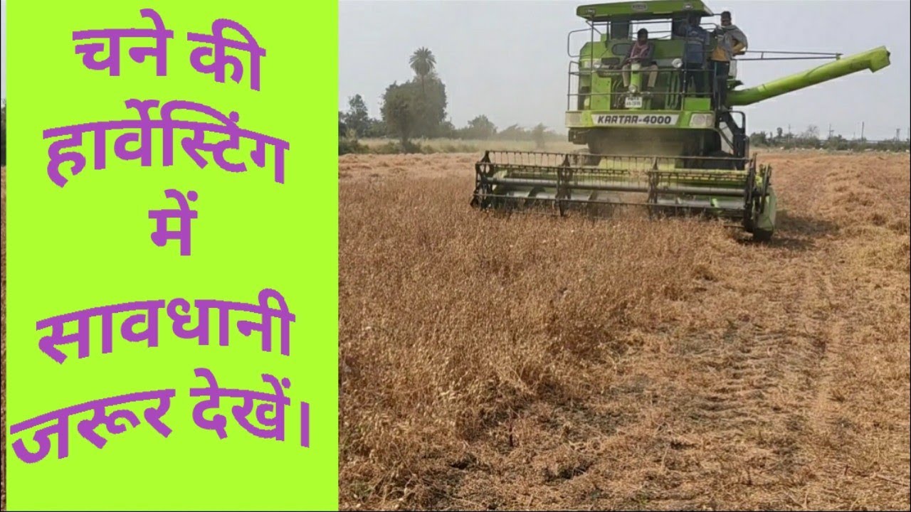 चने की कटाई,चने की कटाई हार्वेस्टर द्वारा कैसे करें,चने की कटाई कम लागत में