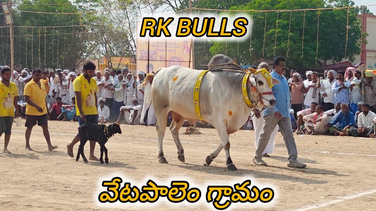 ఆకుల గణపవరం సీనియర్స్ 1వ RK BULLS (నరసింహ 💥 జయసింహా) వేటపాలెం గ్రామం బాపట్ల జిల్లా.. 