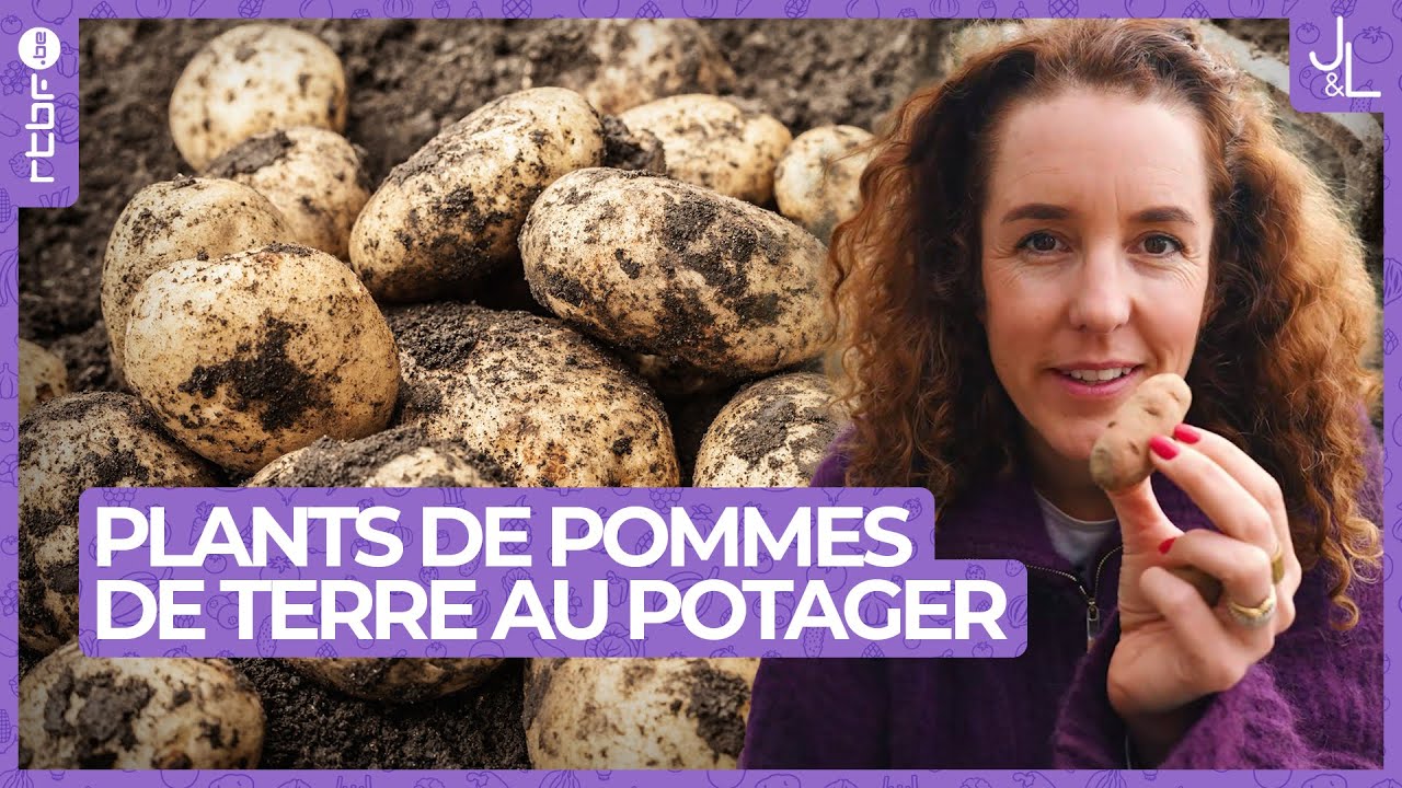 Plants de pommes de terre : mes conseils pour les faire germer avec succ&egrave;s | Jardins et Loisirs