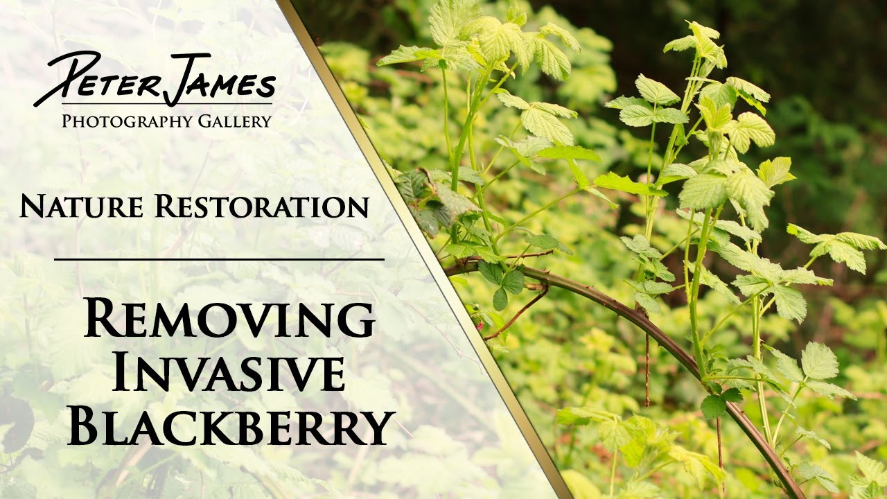 Invasive Blackberry Removal - THIS WORKS!