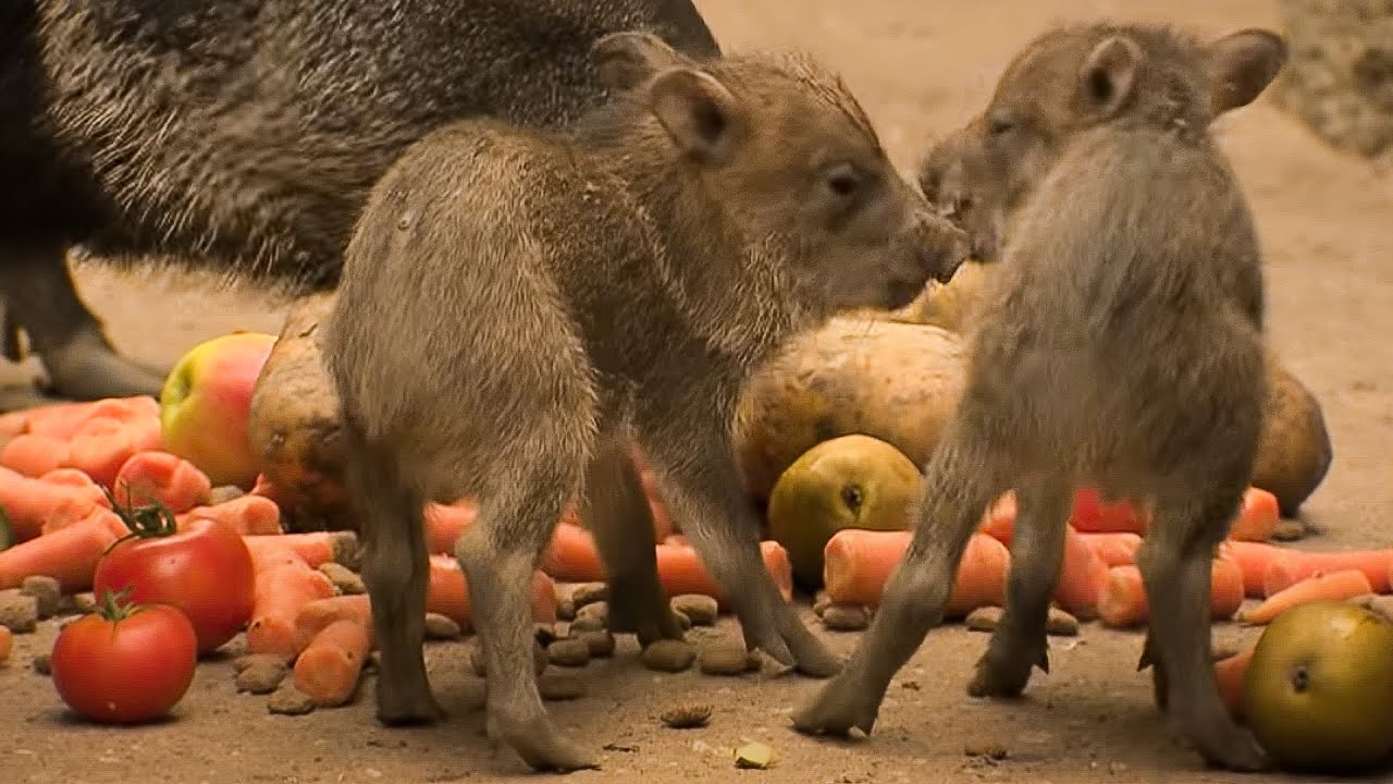 Een tweeling pekari in de desert | Burgers' Zoo Natuurlijk | Arnhem