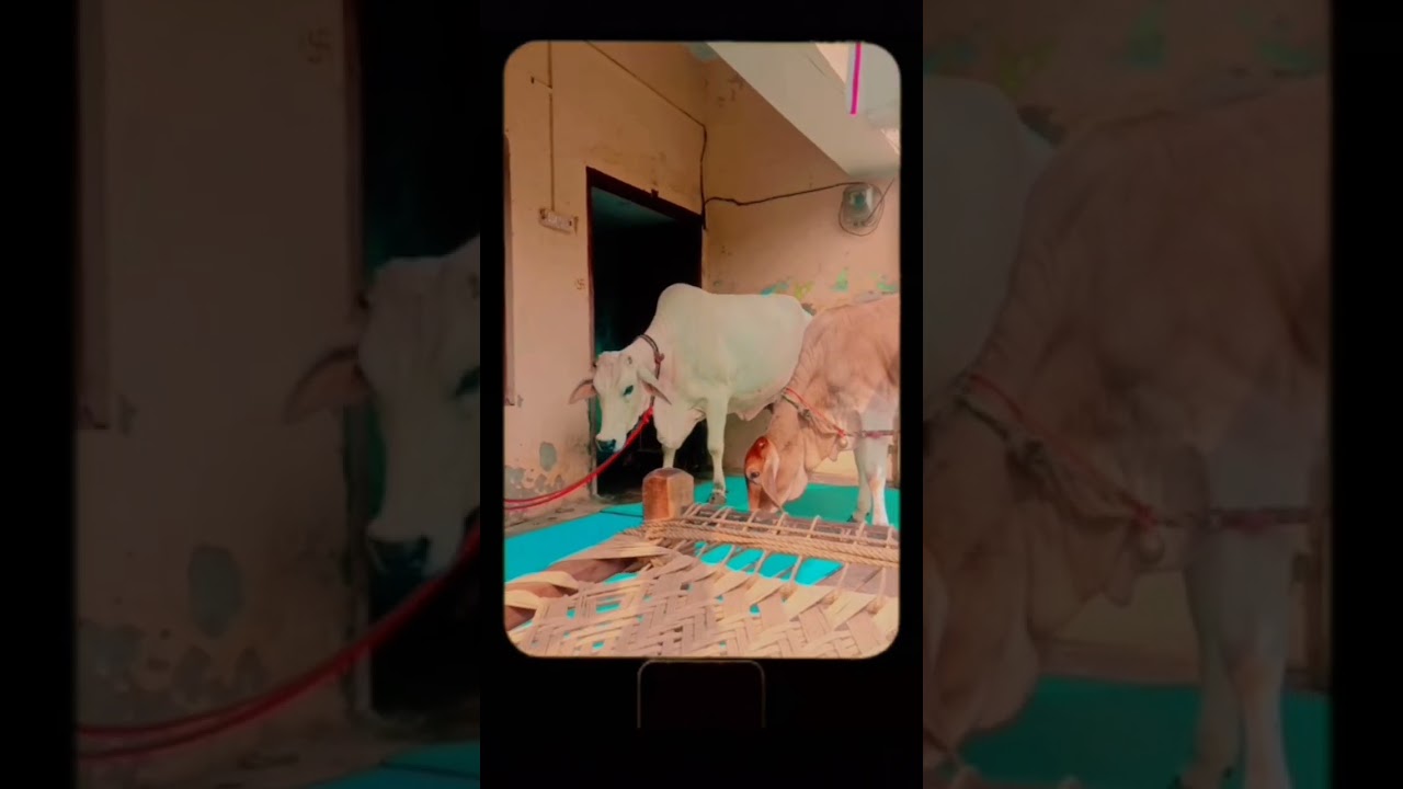 #desicow