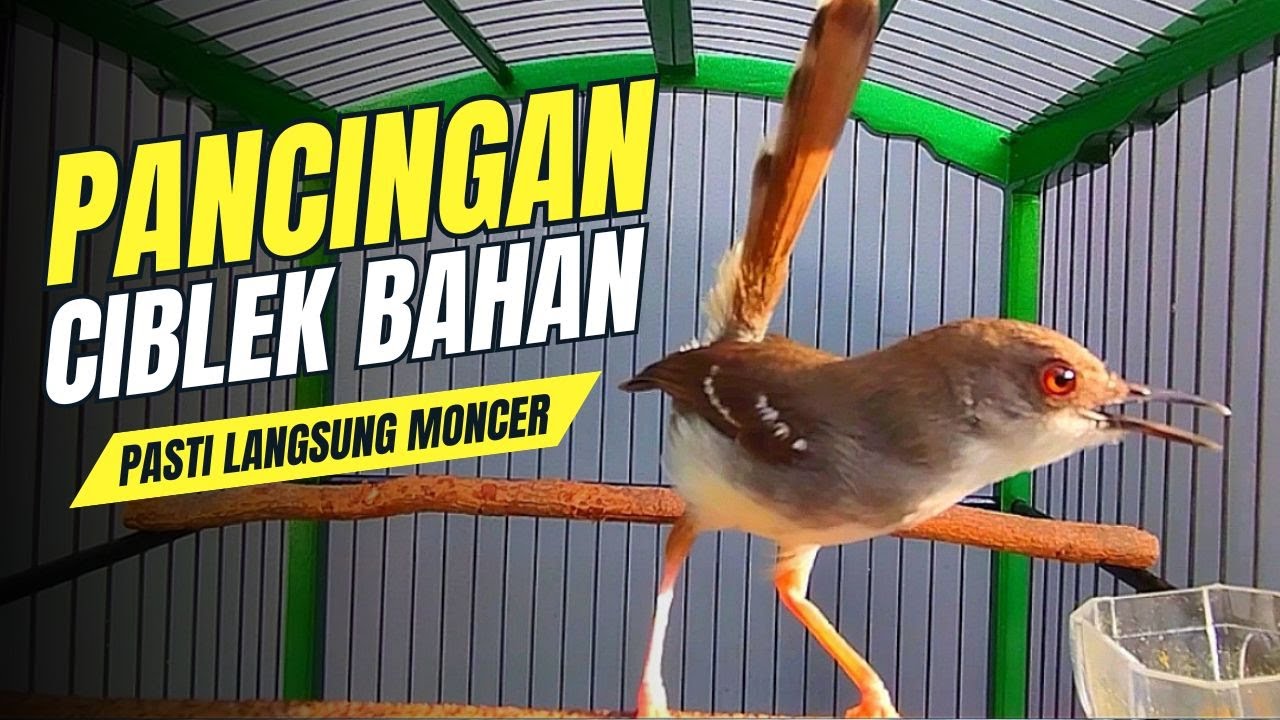 CIBLEK SEMI GACOR VARIASI COCOK UNTUK PIKAT BURUNG CIBLEK DAN PANCINGAN CIBLEK BAHAN