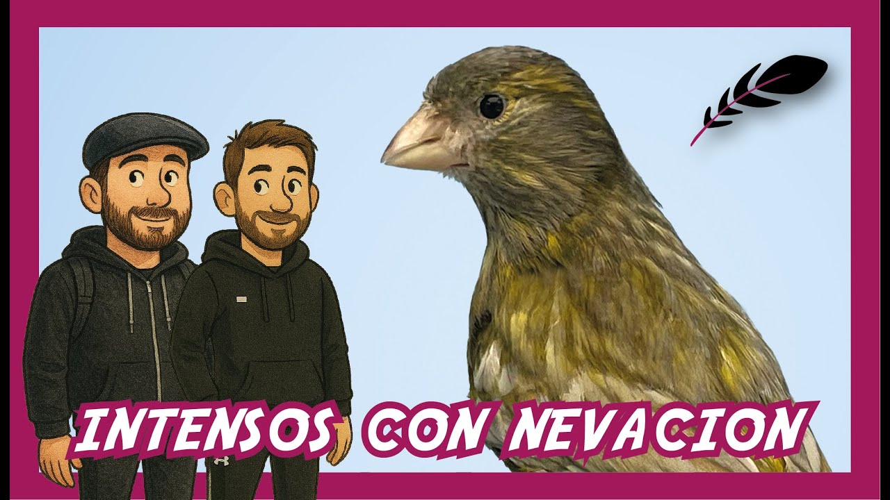 ¿Nevados o Intensos con Nevación? El error que confunde a criadores y jueces | Revista Plumas