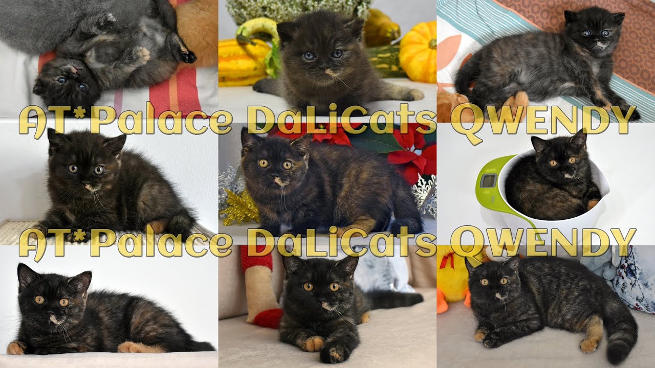 ❤ QWENDY ❤ *01.10.2024 ❤ British Shorthair Black Tortie ❤ female ❤ BSH f