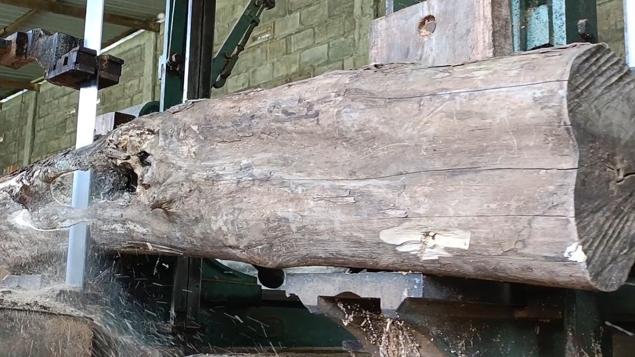 “Hidden for Years! Massive Log Buried for Decades Gets Sawn”
