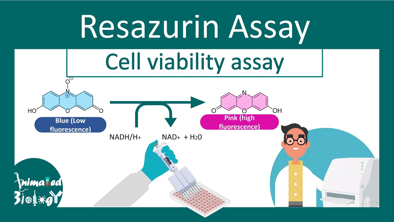 Resazurin Cell Viability Assay | Why Resazurin assay is performed? | principle and application .