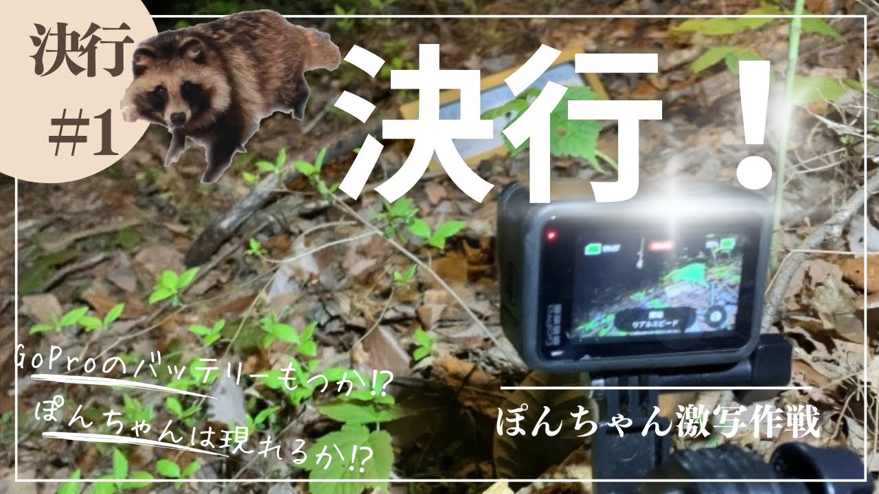 【たぬきのぽんちゃん】激写なるか！？作戦決行1発目　GoPro タイムラプス