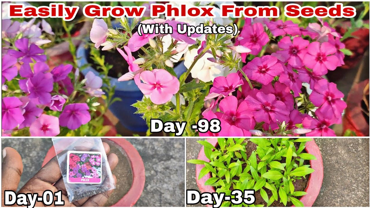 How To Grow Phlox Flower Plants From Seeds With Updates Till Flowering...