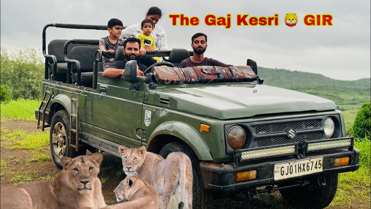 Gir me Jeep safari me lion mil gya ajj #lion