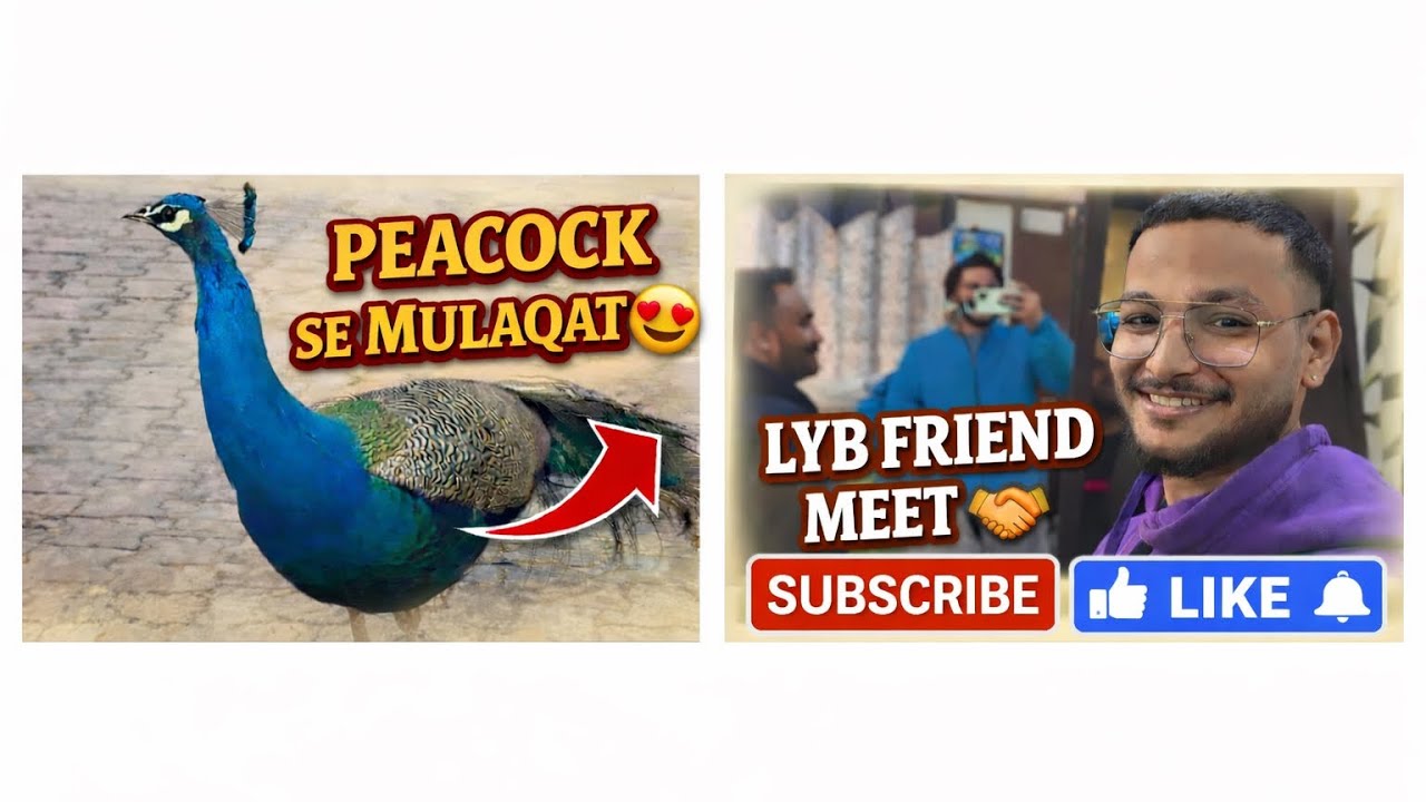 Unexpected Peacock Encounter 😍 | LYB Friend Meet Vlog @WeLeiNsaN 25/01/2026 #peacock #vlog #airfryer