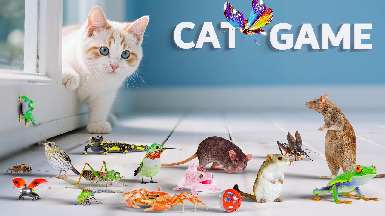CAT GAMES Compilation | Best 3D Game For Cats To Watch | CAT TV For Feline Friends 😻