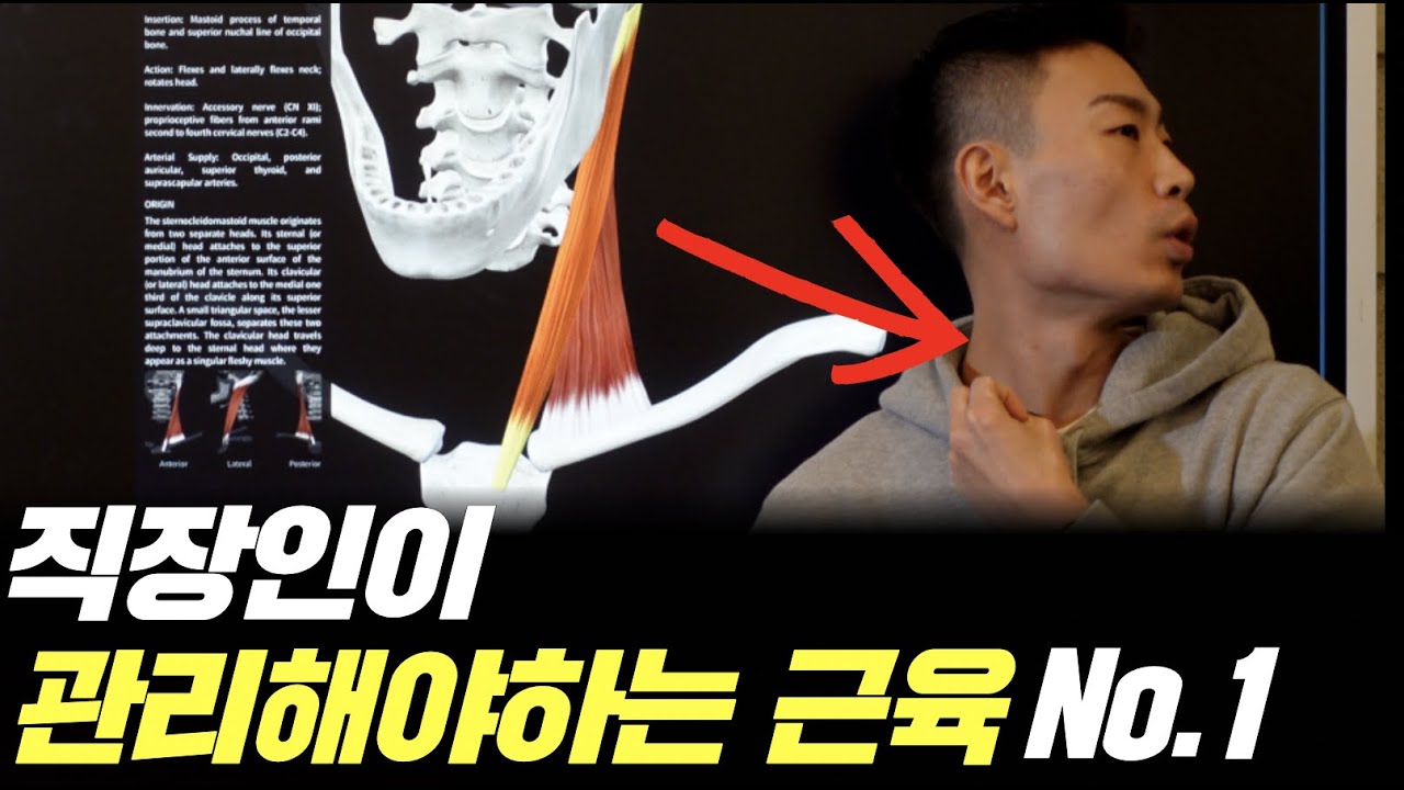 승모근 뭉침 만큼 중요한 '흉쇄유돌근'