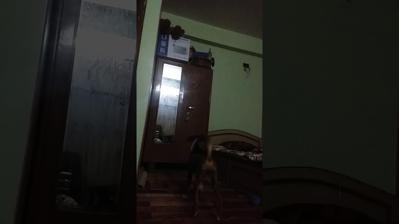 Is she barking at her self???  