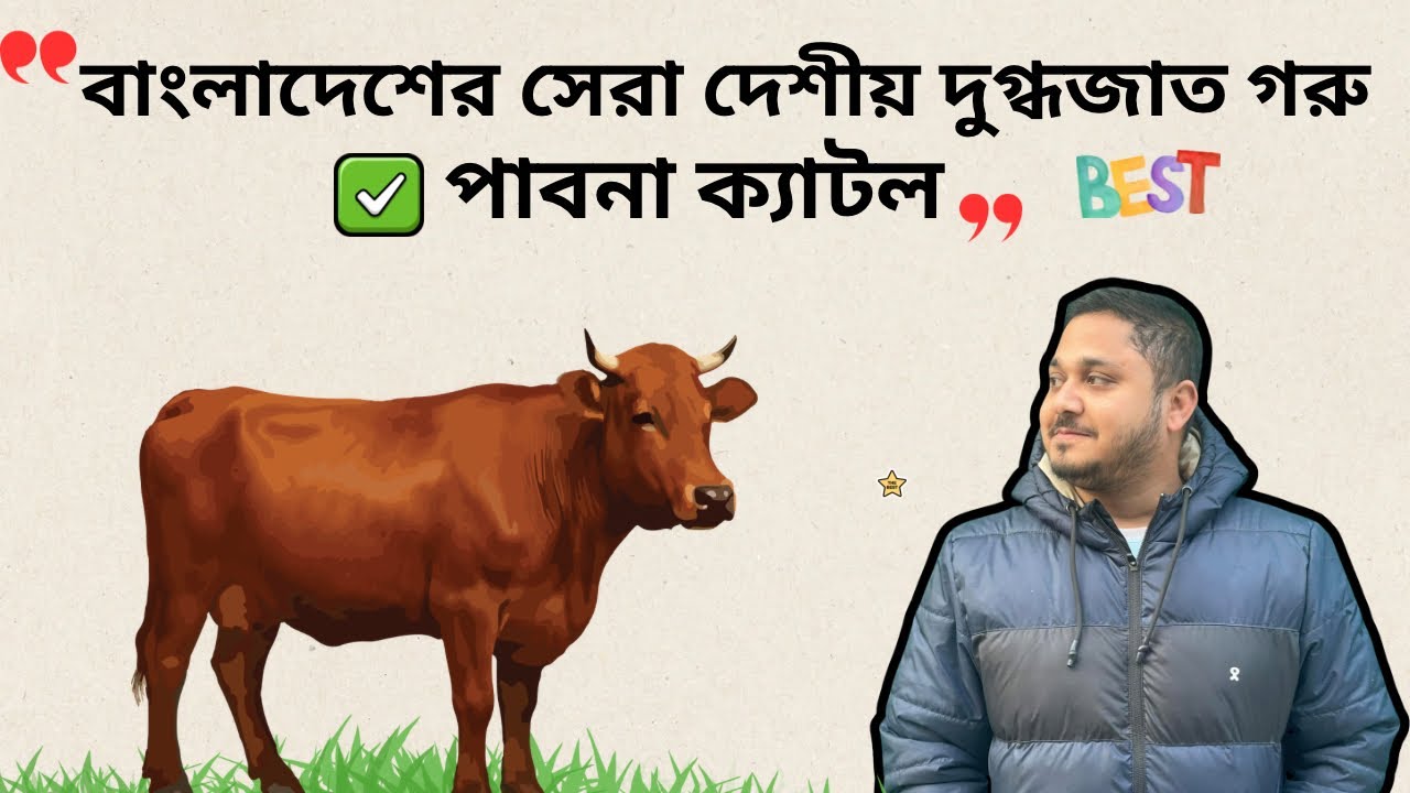 বাংলাদেশের সেরা দেশীয় গরু| Local Cattle of Bangladesh | পাবনা ক্যাটল গরু| ভিডিও-১৫৫|