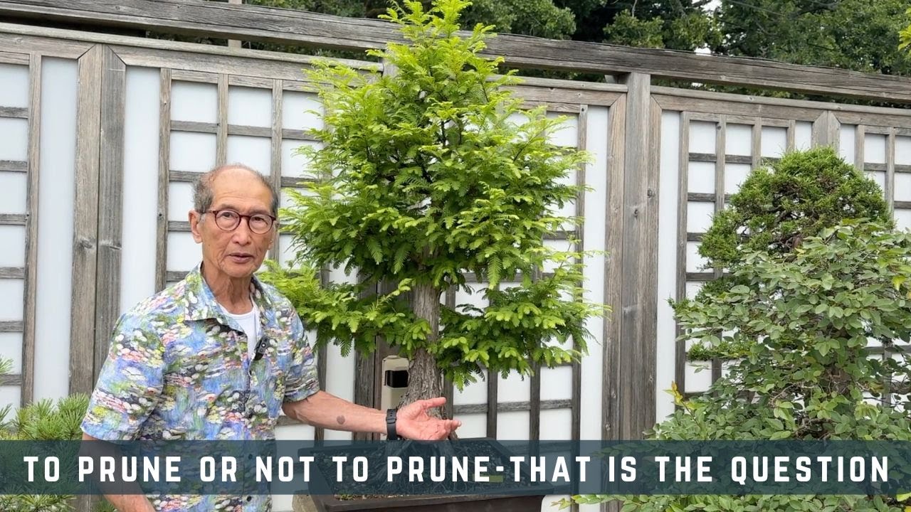 To Prune Or Not To Prune - That Is The Question